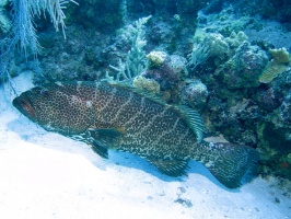 011 Tiger Grouper IMG 5313